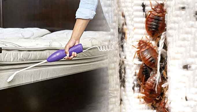 Bed Bug Treatment Service